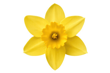 Close-up of a yellow daffodil blooming, isolated on a transparent background, perfect for spring projects © Michael