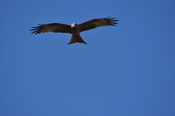 Obraz premium Eagle in Flight