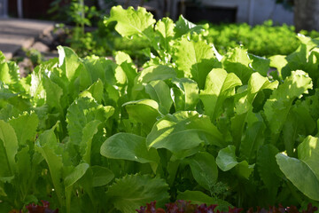 Bright green lettuce growing in the allotment garden, close up. lettuce leaves, healthy food vegetables. Vegetarian food. Green leaves background.