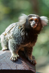 Sagui ou mico Callithrix penicillata