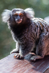 Sagui ou mico Callithrix penicillata