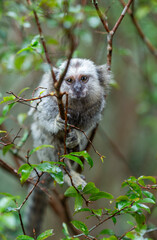 Filhote de Sagui ou mico Callithrix penicillata em jabuticabeira