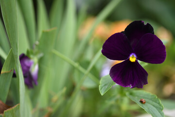 Viola wittrockiana. Pansy. Viola plant with violet flower, Common Violet, pansy flower. delicate...