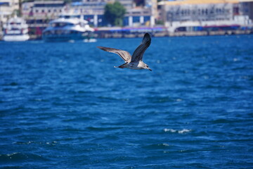 sea and bird