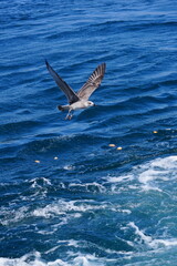 sea and bird