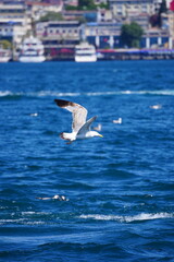 sea and bird