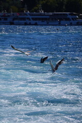 sea and bird