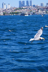 sea and bird