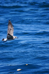 sea and bird