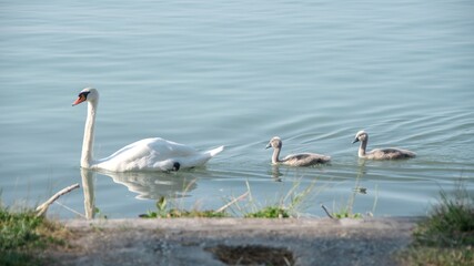 swan with its chicks swims along the shore of a lake