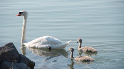 swan with its chicks swims along the shore of a lake