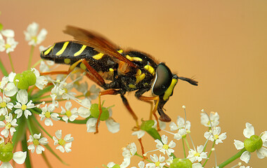 a light-footed spider on flowers