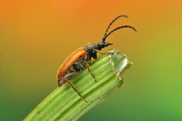 a common flea insect on a stick