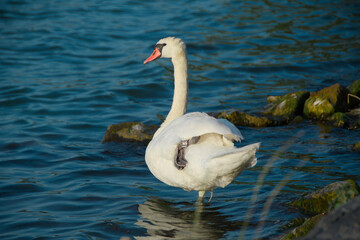 swan stands on one leg on the shore of a pond against the background of blue water