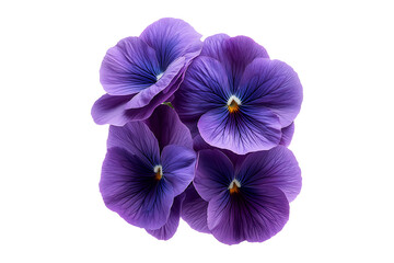 Obraz premium purple crocus flower isolated on a transparent background