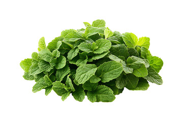 Fototapeta premium Lemon balm isolated on a transparent background
