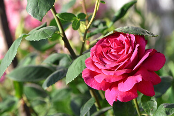 pink rose flower background. Red roses on a bush in the garden, close-up. bouquet of flowers. beauty of nature, delicate flowers, bouquet of roses as a gift. symbol of love. rose garden