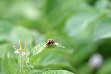 Leptinotarsa decemlineata. Colorado bug potato. flowering potato and striped beetle pest, danger to...