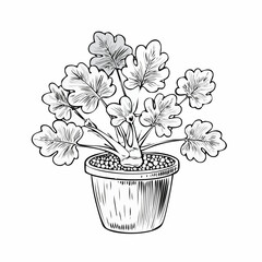 Mandrake plant in the pot Vector Images isolated on white background.