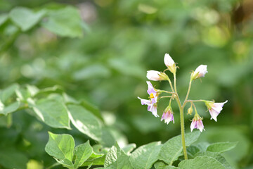 potato flower, flowering season. plant leaves. New potato Leafs, Agriculture and organic food. farmland, agricultural business, good harvest. vegetables in the garden close-up. planted field