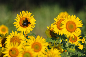 Giant sunflowers with black swallowtail butterfly and bees. 