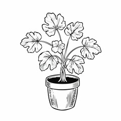 Mandrake plant in the pot Vector Images isolated on white background.