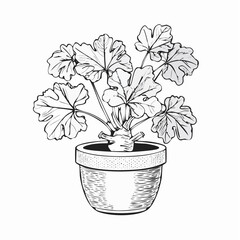 Mandrake plant in the pot Vector Images isolated on white background.