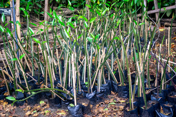 A bunch of young mangroves in the garden ready to be planted