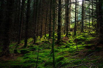 Enchanted Moss-Covered Forest with Light Breaking Through Trees in Wicklow, Ireland