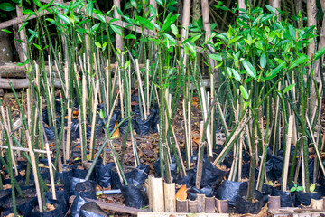 A bunch of young mangroves in the garden ready to be planted