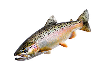 Obraz premium Rainbow trout salmon fish isolated on a transparent background
