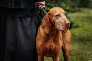 A brown dog with a short coat stands alert on a leash beside its owner, with a focused gaze and natural green background suggesting an outdoor setting.