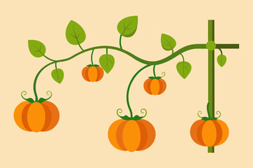 Pumpkin Vine Climbing A Trellis With Small Pumpkins
