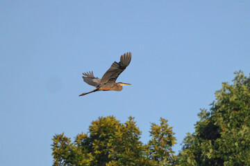 Great blue heron flying against blue sky. 