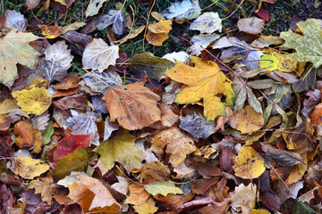 Dry leaves on the ground in a beautiful autumn forest. autumn background, fallen leaves in a forest or park. Grove. selective soft focus. autumn colors, beautiful season. autumn season, first frosts