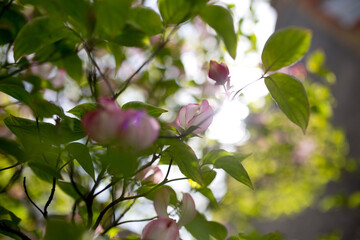 pink flowers out of focus in green tree