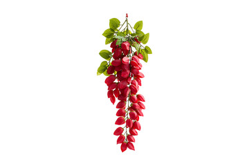 Red jade vine hanging isolated on a transparent background