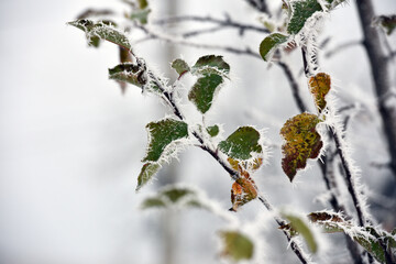 leaf on a branch in frost needles. Morning frost. Rime. Late fall, first frost, on a tree branch. winter background. leaves are covered with white frost. low temperature. beauty of nature. season