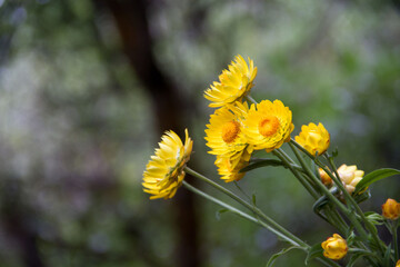 yellow flowers in india