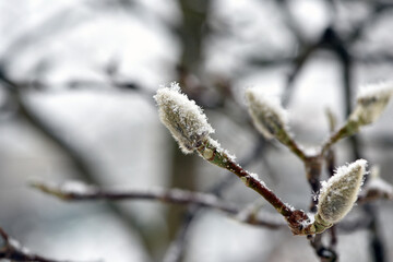 Naklejka premium magnolia buds in ice. magnolia branch in early spring, close-up. Magnolia buds after the first snow. isolated on natural blurred background, cold time. macro photo, beauty of nature. frozen magnolia