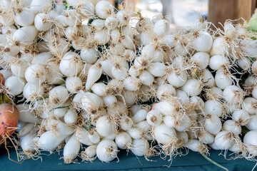 Fresh White Onions Harvested from the Garden – Organic Farm Produce Photography