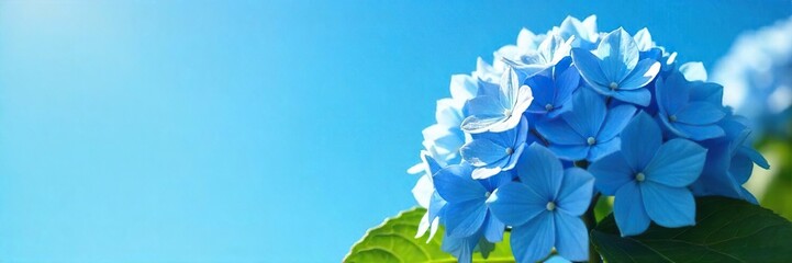 Vibrant Blue Hydrangeas Blooming Against Azure Sky Captivating Summer Floral Close-Up