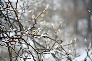 magnolia buds in ice. magnolia branch in early spring, close-up. Magnolia buds after the first snow. isolated on natural blurred background, cold time. macro photo, beauty of nature. frozen magnolia