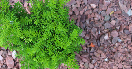 An artificial fir bush decorating a flowerbed covered with red granite rubble. Decorations for...
