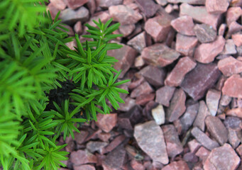 Plastic Branches and Needles of Decorative Spruce For Landscaping Design on Red Granite Chippings....