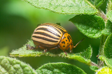 Agricultural pest Colorado potato beetle eats potato leaves