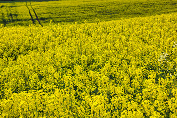 Wonderful yellow background or desktop: view of  rapeseed flowers blossoming in the fields. Astract wallpaper.