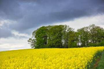 Beautiful field of yellow rapeseed flowers under a stormy weather