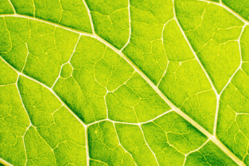 Green leaf against the light background texture