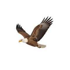 Fototapeta premium Majestic eagle soars, wings spread, symbolizing freedom and strength. Powerful bird against a clear sky.